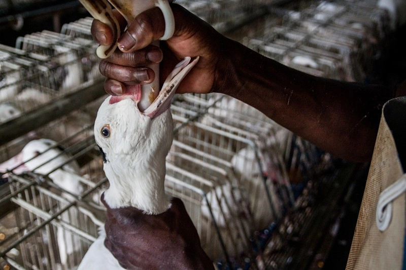 1B - 'How is foie gras made' - force-feeding image