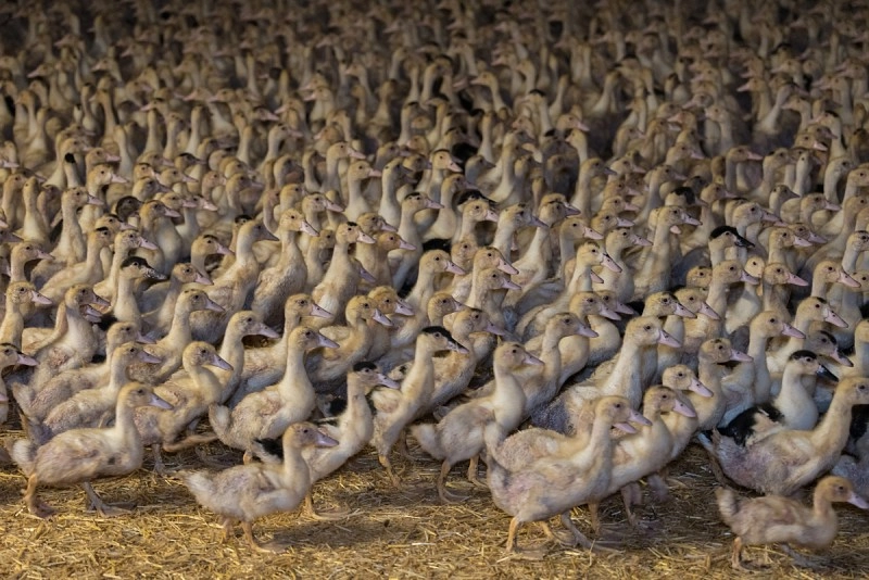 3A - 'Get the Facts' duck factory image