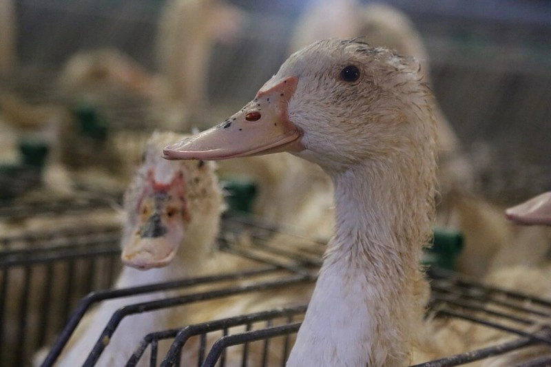 4A - 'Cruelty has no place..