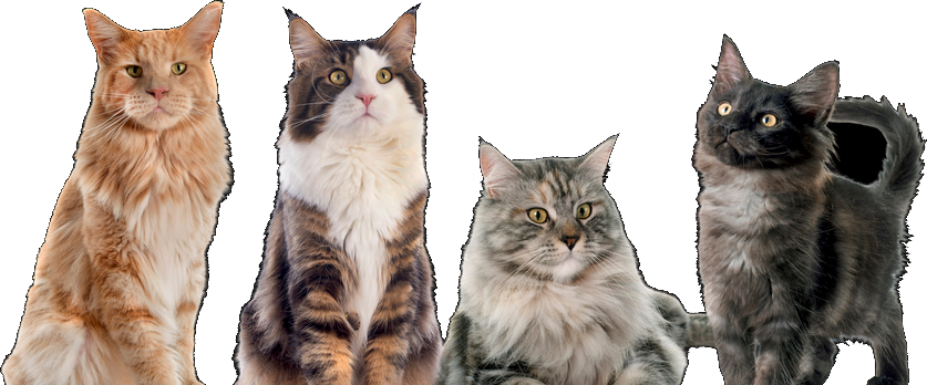 Four cats