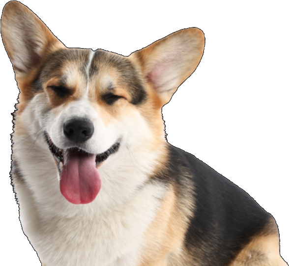 Happy corgi
