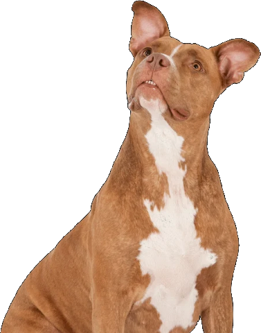 Dog looking up