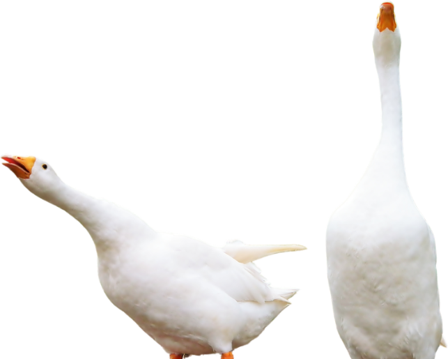 Two geese