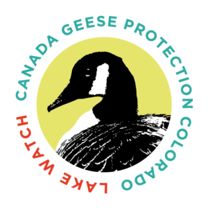Canada Geese Protection Colorado