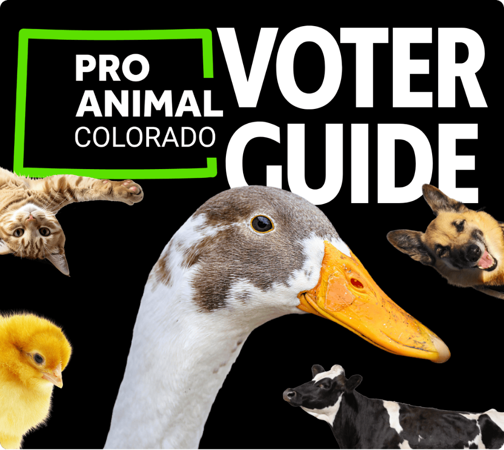 Pro-Animal Colorado Voter Guide